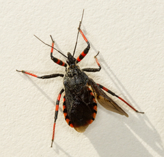 Rhynocoris annulatus