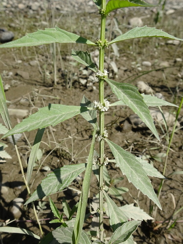 St. Lawrence Water-horehound