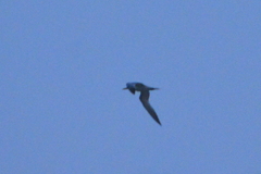 Thalasseus maximus