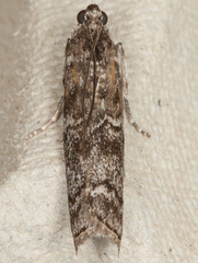 Sciota hostilis