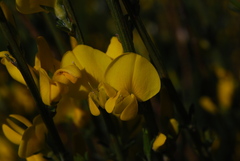 Genista cinerea