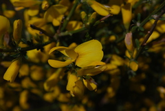 Genista cinerea