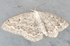 Scopula incanata