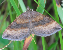 Scotopteryx chenopodiata