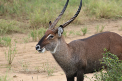 Kobus ellipsiprymnus defassa