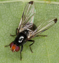 Seioptera vibrans