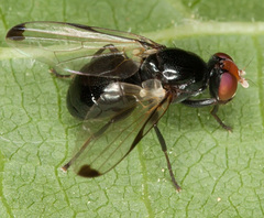 Seioptera vibrans