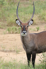 Kobus ellipsiprymnus defassa