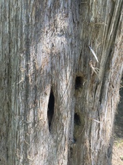 Juniperus virginiana