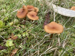 Laccaria laccata