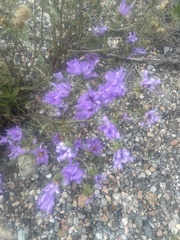 Campanula glomerata