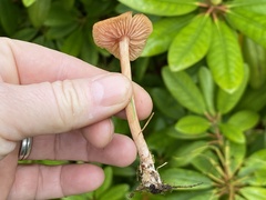 Laccaria laccata