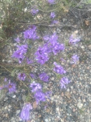 Campanula glomerata