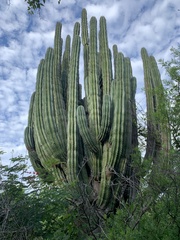 Pachycereus pecten-aboriginum