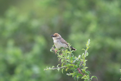 Cisticola