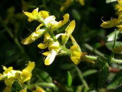 Genista germanica