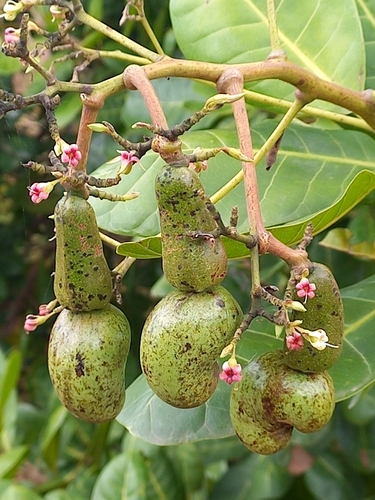 Anacardium occidentale image