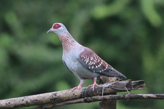 Columba guinea