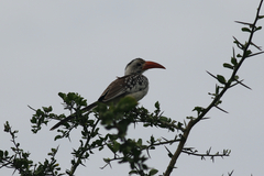 Tockus erythrorhynchus
