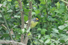 Pogoniulus chrysoconus