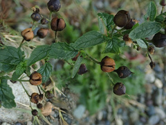 Scrophularia scopolii