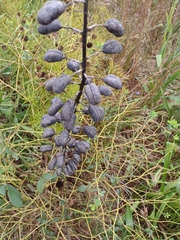 Baptisia alba