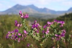 Polygala fruticosa