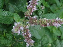 Mentha longifolia