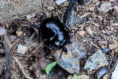 Timarcha goettingensis