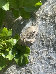 Pseudacris cadaverina