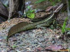 Basiliscus basiliscus