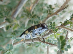 Polybothris expansicollis