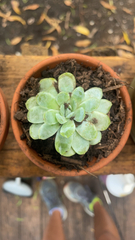 Echeveria elegans
