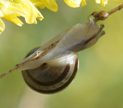 Cepaea hortensis
