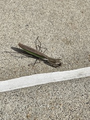 Mantidae