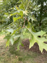 Quercus palustris