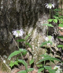 Monarda bradburiana