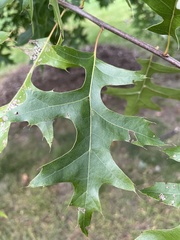 Quercus palustris