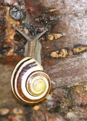 Cepaea hortensis