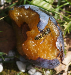 Vespula germanica