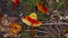 Hygrocybe cuspidata