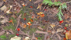 Hygrocybe cuspidata
