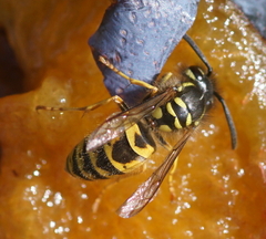 Vespula germanica
