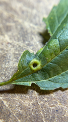 Pachypsylla celtidismamma