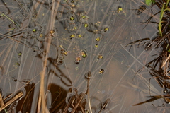 Elodea canadensis