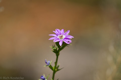 Triodanis