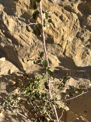 Amelanchier utahensis