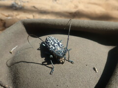 Stellognatha maculata