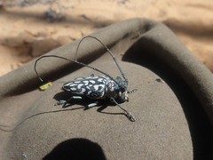 Stellognatha maculata