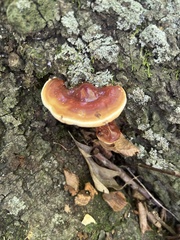 Ganoderma tsugae